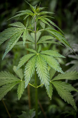 background of a marijuana plant close up