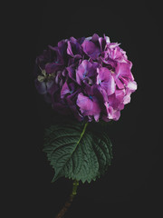 Beautiful blooming, soft lit lilac hydrangea flower. Shot on a dark background. Series of flower posters
