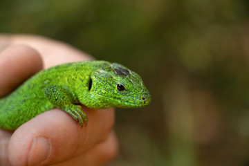 a small green lizard sitting on a hand caught in a park in Ukraine