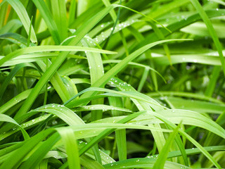 Fototapeta na wymiar green grass after rain with water drops . spring grass texture