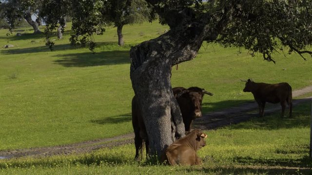 Retinta breed calves grazing in the spring of the Pedroches Valley. Limousin. Angus