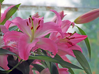 a bouquet of pink lilies