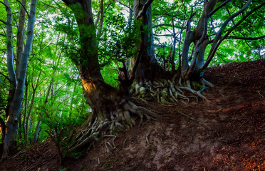 Lisi Jar © Paweł Mielko