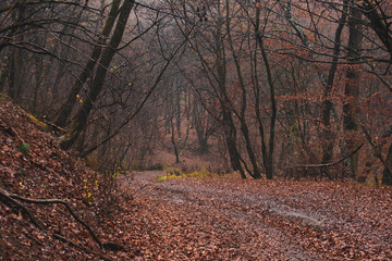 bosque en otoño