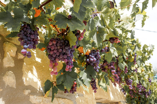 uvas en rama
