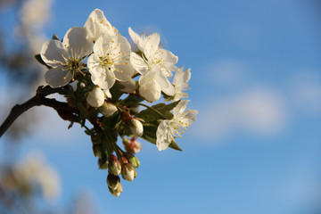 Beautiful spring-flowering. Apple blossom close-up. Fruit Trees Bloom In The Garden. Natural spring flowers background. Hd floral wallpapers for desktop.