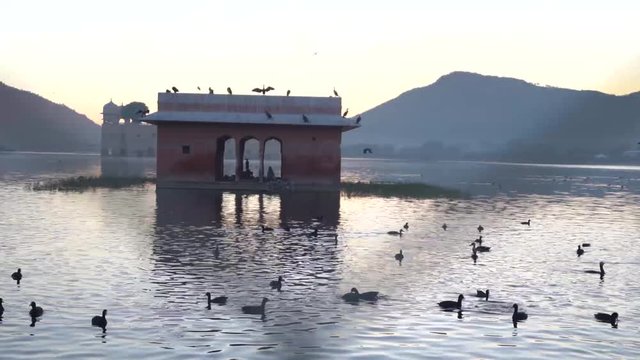 Migratory bird and wildlife rashes occurred early in the morning at jal mahal jaipur rajasthan