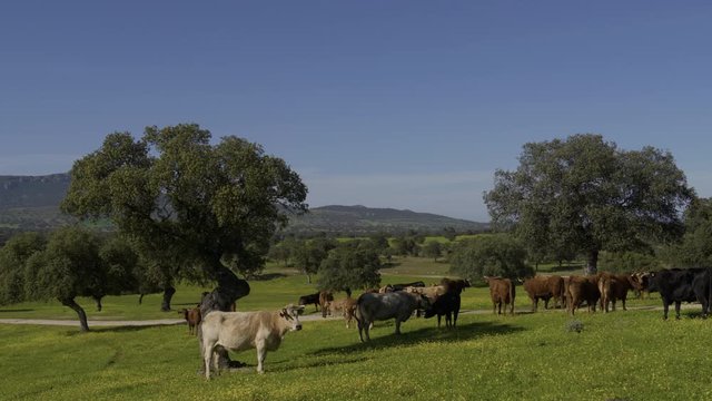 Retinta breed calves grazing in the spring of the Pedroches Valley. Limousin. Angus