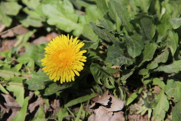 Сute yellow spring dandelions in the sun close-up. Coltsfoot. Early spring-flowering. Natural spring flowers macro background. Hd floral wallpapers for desktop.