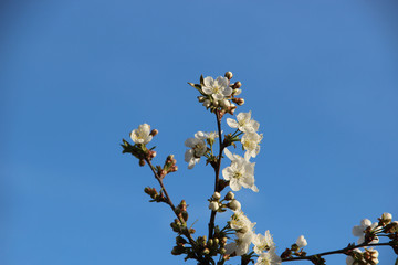 Beautiful spring flowering cherry tree branches on the background of the blue blue sky. Cherry Tree Bloom In The Garden. Natural spring flowers background. Hd floral wallpapers for desktop.