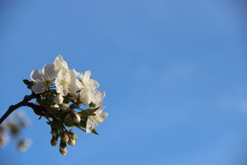 Beautiful spring flowering cherry tree branches on the background of the blue blue sky. Cherry Tree Bloom In The Garden. Natural spring flowers background. Hd floral wallpapers for desktop.