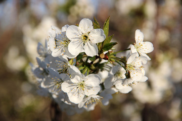 Beautiful spring flowering cherry tree close-up. Cherry Tree Bloom In The Garden. Macro flowers shot. Natural spring flowers macro background. Hd floral wallpapers for desktop.