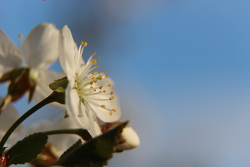Beautiful spring flowering cherry tree close-up. Cherry Tree Bloom In The Garden. Macro flowers shot. Natural spring flowers macro background. Hd floral wallpapers for desktop.