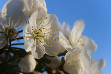 Beautiful spring flowering cherry tree close-up. Cherry Tree Bloom In The Garden. Macro flowers shot. Natural spring flowers macro background. Hd floral wallpapers for desktop.