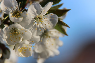 Beautiful spring flowering cherry tree close-up. Cherry Tree Bloom In The Garden. Macro flowers shot. Natural spring flowers macro background. Hd floral wallpapers for desktop.