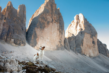 Dog in the mountains. Tracking, hiking with a pet. Brave Jack Russell Terrier on top