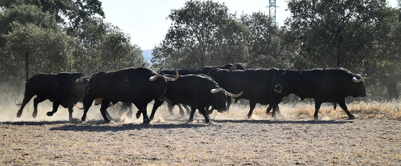 group of bulls in spain
