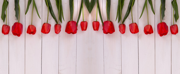 Row of red spring tulip flowers against a white textured wooden background with copy space, top view. Easter or mother's day greeting card