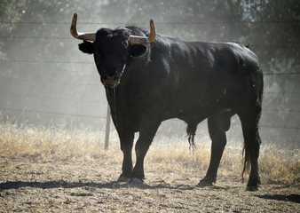 a strong bull on the spanish cattle farm