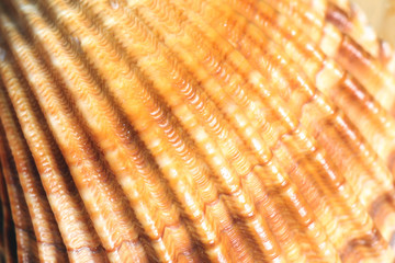 Detail macro of a marine seashell. Amazing colorful shell and luxury pearl texture