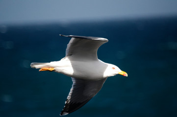 Gaviota volando sobre mar azul oscuro con olas cerca de la costa