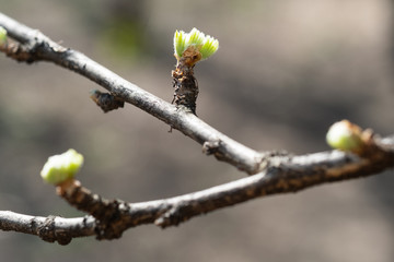 The branch with green  leaves  on a blurred background in the sunlight. Fresh young spring leaves. 