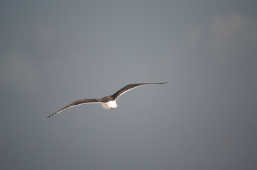 Gaviota solitaria volando frente a cielo azul