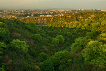 View of trees from the hill