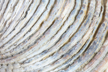 Detail macro of a marine seashell. Amazing colorful shell and luxury pearl texture