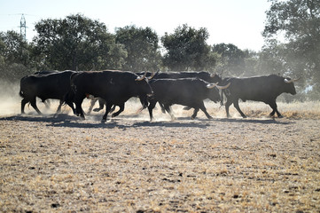 un grupo de toros corriendo en una ganaderia