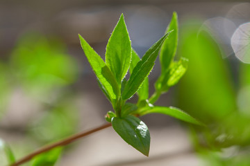 The branch with green  leaves  on a blurred background in the sunlight. Fresh young spring leaves.