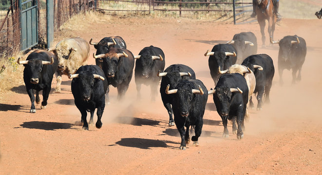 group of Bulls on the spanish catlle farm