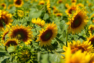 field of large ripening sunflowers
