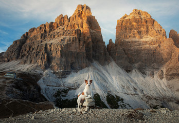 Dog in the mountains. Tracking, hiking with a pet. Brave Jack Russell Terrier on top - obrazy, fototapety, plakaty