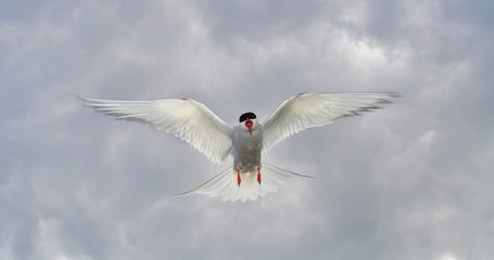 Charrán Artico