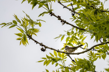 Common Whitethroat (Sylvia communis) perched in a tree and singing