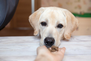 Close up shot of cream labrador retriever dog awaiting patiently while an owner allows to take some treatment from his hand. Dogs, pets, waiting for command, training, concentration, well-mannered dog