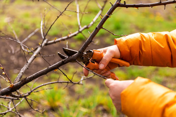 Spring pruning of tree branches and shrubs. Female hands in white gloves with an orange pruner cut...