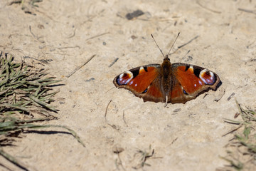 Fototapeta na wymiar European Peacock Butterfly (Inachis io) resting on the earth