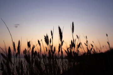 Contour of spikelets of grass on a background against a sunset background, Ochakov, Ukraine. Spikelet of grass on the seashore, summer, evening.