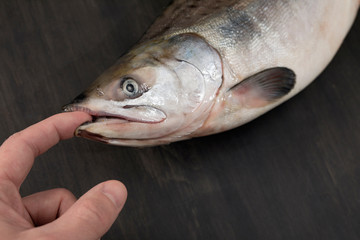 Close up view of freshwater fish lying on table holding human finger in mouth. Never give up, catching a fisherman concept. Illustration for article about fishing, tackle shop commercials. Copy space