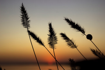 Fototapeta na wymiar Contour of spikelets of grass on a background against a sunset background, Ochakov, Ukraine. Spikelet of grass with a shell on the seashore, summer, evening.