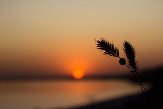Contour of spikelets of grass on a background against a sunset background, Ochakov, Ukraine. Spikelet of grass with a shell on the seashore, summer, evening.