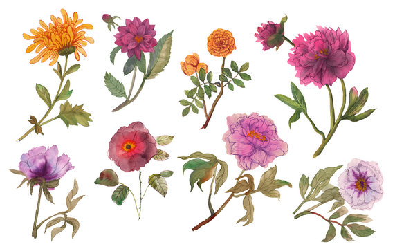 .Watercolor flowers roses, peonies, georigines, chrysanthemums on a white background. Hand drawn, isolated.