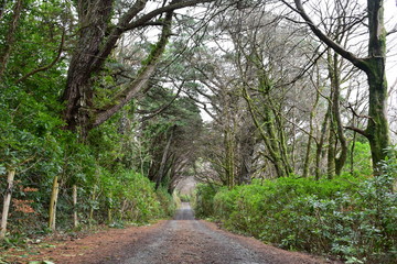 Bosque verde.