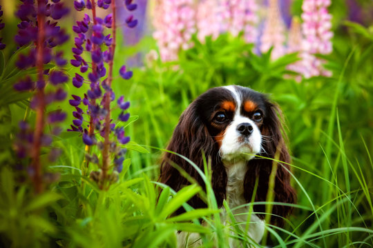 Portrait of a Cavalier king Charles Spaniel dog in a field of purple Lupin flowers