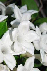 Madagascar Jasmine in bloom, Spain.