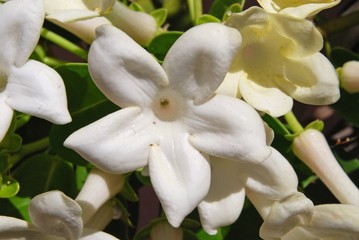 Madagascar Jasmine in bloom, Andalusia, Spain.