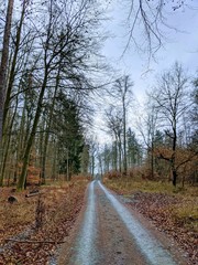 Wet Dirt Road Through Deciduous Forest in Mild Winter, with Leaves and Stones on Ground