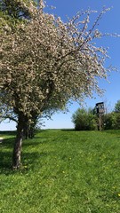 Landschaft im Frühling in Oberösterreich mit Bäumen, Wiesen und Hochstand